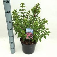 Hydrangea Paniculata "Diamond Rouge"® pluimhortensia - 40-50 cm - 1 stuks