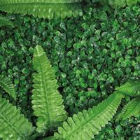 Repto Aquadistri plant achterwand mat 40-60 cm 1 - Aquadistri