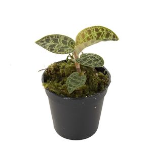 Macodes Petola (Juweelorchidee)
