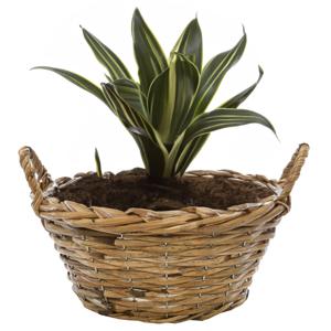 Planten/bloemen mand Cuba - rotan - lichtbruin - D20 x H11 cm - plantenpot voor buiten