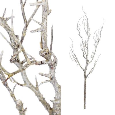 Twig plant brown dried look