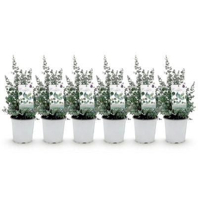 Green boutiQ - Terrasplant - Eucalyptus boom - Eucalyptus gunni - Grijs - 6 Planten - Winterhard - Pot 17cm Hoogte 40cm