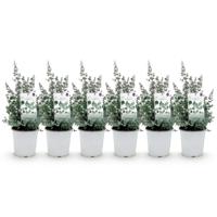 Green boutiQ - Terrasplant - Eucalyptus boom - Eucalyptus gunni - Grijs - 6 Planten - Winterhard - Pot 17cm Hoogte 40cm