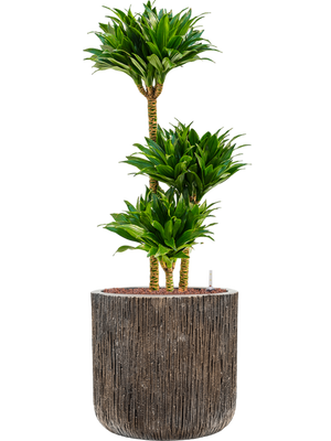 Dracaena Compacta in Baq Luxe Lite Universe Dracaena Compacta in Baq Luxe Lite Universe