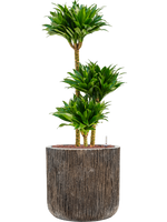 Dracaena Compacta in Baq Luxe Lite Universe - thumbnail