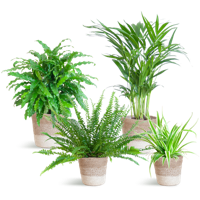 Diervriendelijke plantenset Diervriendelijke plantenset