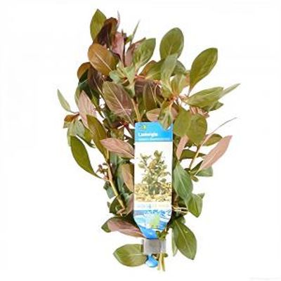 Ludwigia repens rubin - diamond red - 10 stuks - aquarium plant