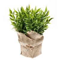 Emerald Kunstplant - Muizendoorn Kruidenplant - Groen - In Jute Pot - 20 cm