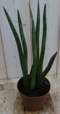Kamerplant Vrouwentong Sansevieria 50 cm - Warentuin natuurlijk