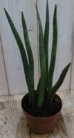 Kamerplant Vrouwentong Sansevieria 50 cm - Warentuin natuurlijk