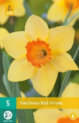 Bloembollen Narcissus Red Devon 5st