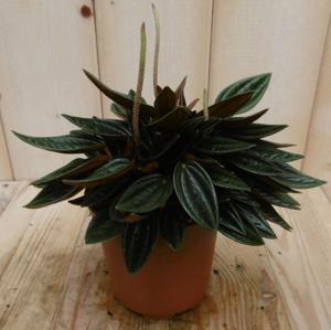 2 stuks! Peperomia rosso - Warentuin natuurlijk