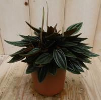 2 stuks! Peperomia rosso - Warentuin natuurlijk