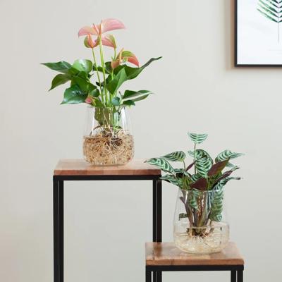 plantje.nl Hydroponie Duo Kamerplanten Ctenanthe Burle Marxii, Anthurium, Groen, Rood, Vaas, Groeit op water, Makkelijk te verzorgen