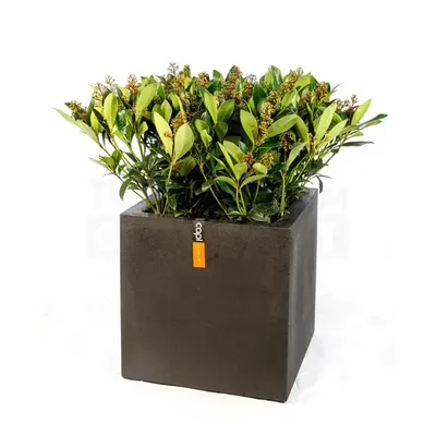 Pot vierkant III Smooth NL 40x40x40 zwart + skimmia