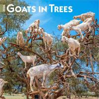 Goats in Trees Kalender 2026