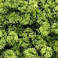 Kunstplanten mat 50x50 cm houttuynia cordata Buitengewoon de Boet - Buitengewoon de boet