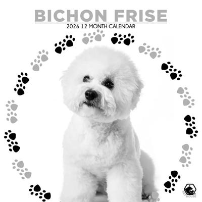 Bichon Frise Kalender 2026