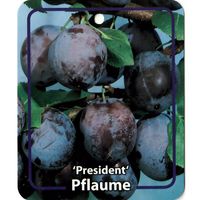 Prunus Domestica President - Oosterik Home