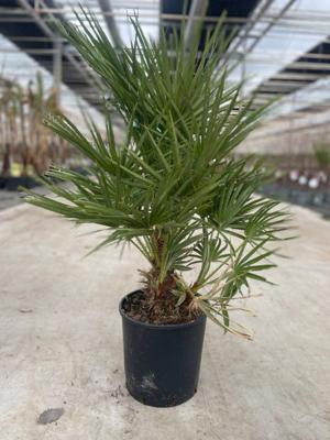 Chamaerops humilis 10 liter pot - Oosterik home