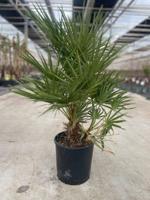 Chamaerops humilis 10 liter pot - Oosterik home Chamaerops humilis 10 liter pot - Oosterik home