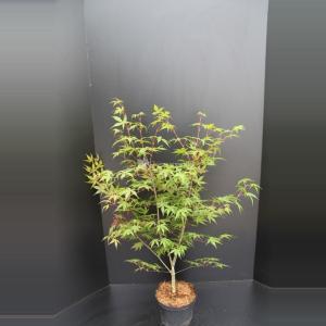 Japanse esdoorn (Acer palmatum "Osakasuki") heester - 60-80 cm - 1 stuks