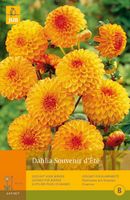 Dahlia souvenir dete 1st bloembol zomer Dahlia JUB - Jub