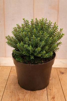 Hebe Buxifolia odora 30 cm groenblijvend vaste plant witte bloem Warentuin Natuurlijk - Warentuin natuurlijk