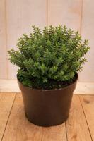 Hebe Buxifolia odora 30 cm groenblijvend vaste plant witte bloem Warentuin Natuurlijk - Warentuin natuurlijk