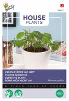 House Plants Mimosa pudica - kruidje roer me niet - Buzzy