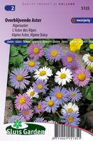 Aster Alpinus zaden Alpenaster Mix