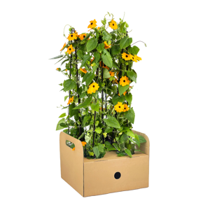 Thunbergia alata Sunny Susy New Orange Ø13 cm - ↕60 cm