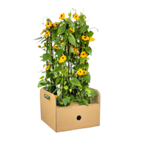 Thunbergia alata Sunny Susy New Orange Ø13 cm - ↕60 cm