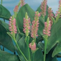 Roze snoekkruid (Pontederia cordata &ldquo;Pink pons&rdquo;) moerasplant - 6 stuks