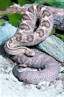 Snake (slang)