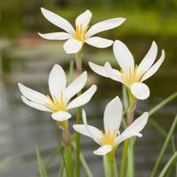 Witte westenwindbloem (Zephyranthes candida) moerasplant - 6 stuks - thumbnail