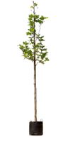 Platanenboom Platanus hispanica h 350 cm st. omtrek 12 cm - Warentuin Natuurlijk