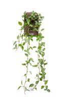 Peperomia hanging bush green/white - Emerald
