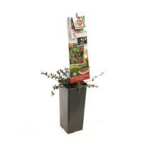 Veenbes Vaccinium macrocarpon Cranberry