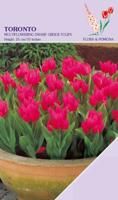 Tulp Toronto 12 bollen