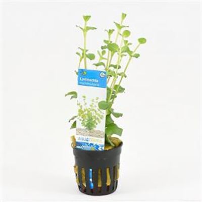 Lysimachia nummularia - 6 stuks - aquarium plant