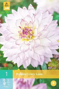 Dahlia crazy love 1 stuk