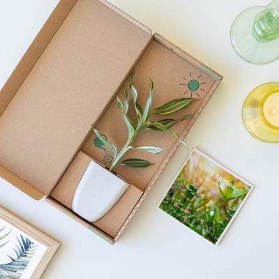 plantje.nl Geluksbamboe Brievenbusplantje, Plant cadeau, Kamerplanten, Groen, Olifantsgras, Groene stengels, bladeren, Pot