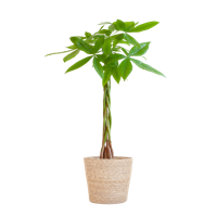 Pachira Aquatica met Sofia mand naturel - 80cm - Ø21