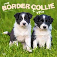 Border Collie Puppies Kalender 2026