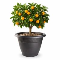 Plasticforte Plantenpot - antraciet - 45 x 33 cm - bloempot - kunststof - rond