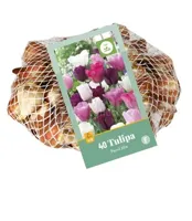 Bloembollen Tulipa Pastel Mix 40st