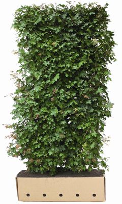 Kant en klaar haag Acer campestre 100x200cm.