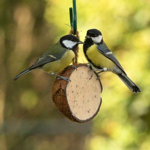 Halve kokosnoot met meelwormen en insecten