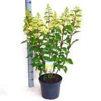 Hydrangea Paniculata "Pinky Winky"® pluimhortensia - 50-60 cm - 1 stuks - thumbnail